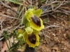 Ophrys jaune Aude